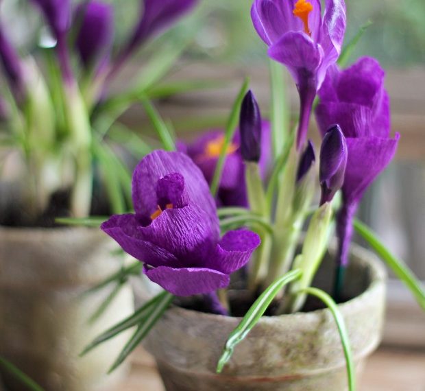 Букетик фіалок