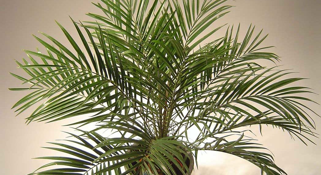 Фінік з кісточки