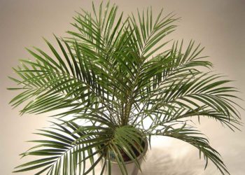 Фінік з кісточки