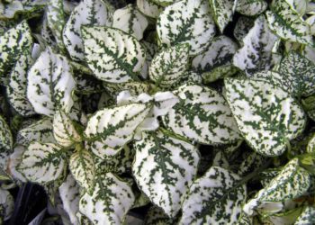 Строкатий гіпоестес