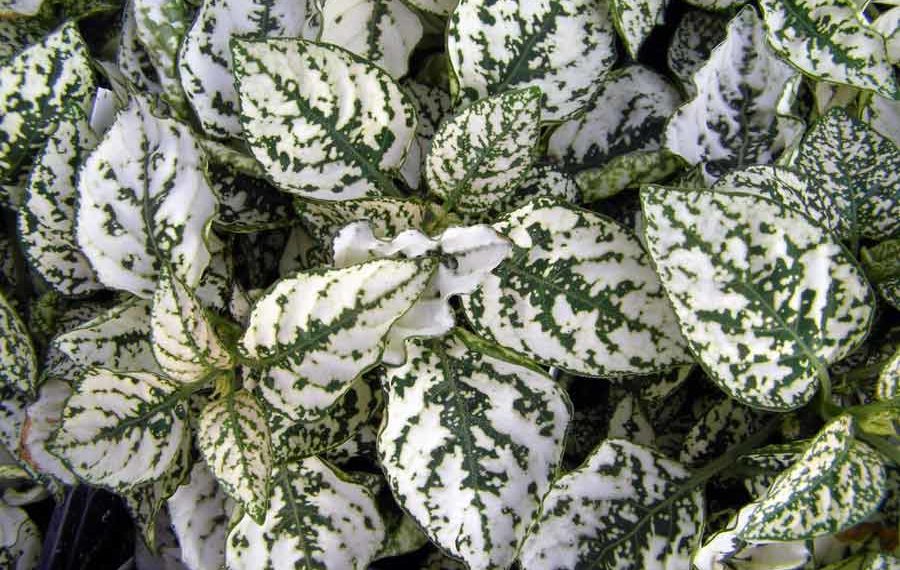 Строкатий гіпоестес