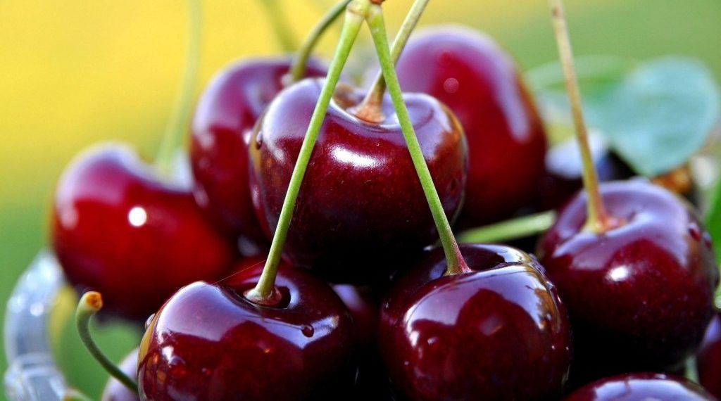 Урожайна черешня