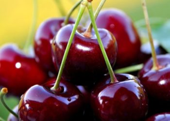 Урожайна черешня