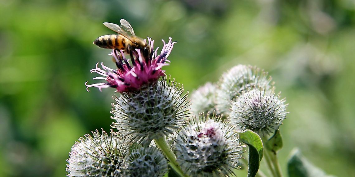 Теплий Олекса. Прокинься, бджілко!