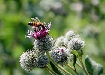 Теплий Олекса. Прокинься, бджілко!
