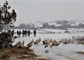 Допомогти лелекам
