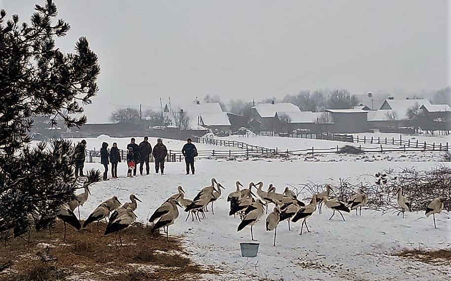 Допомогти лелекам