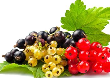 Смородина потребує турботи