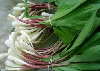 Перші вітаміни