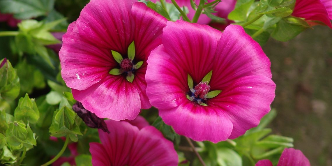 Схожа на мальву