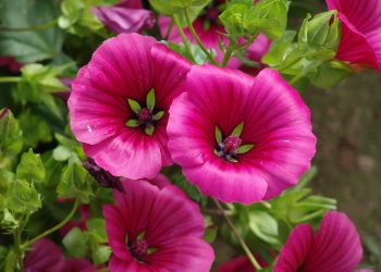 Схожа на мальву