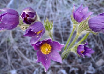 Сон-трава любить затінок