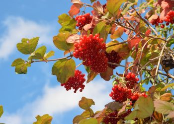 Оберіг із кісточки