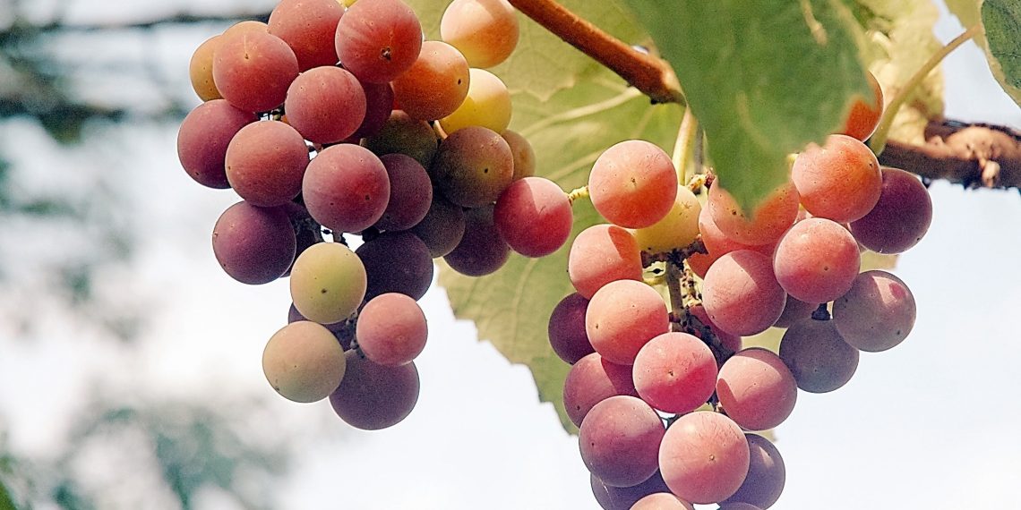 Головне – зберегти вологу