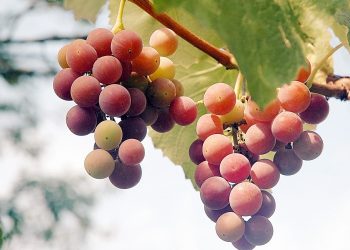 Головне – зберегти вологу