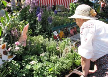 Вибираємо розсаду