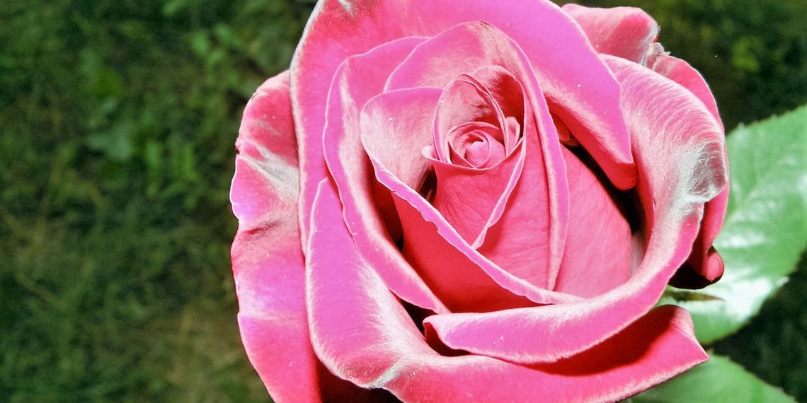 Підживіть троянди