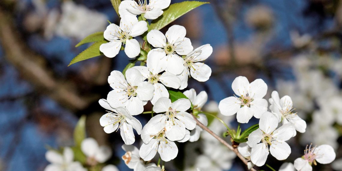 Вишню садіть навесні