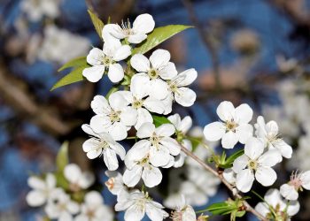 Вишню садіть навесні