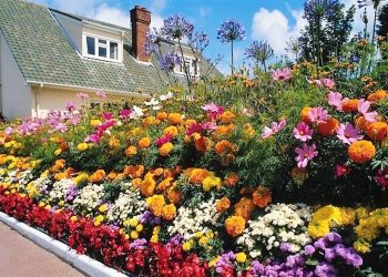 Бордюрні рослини