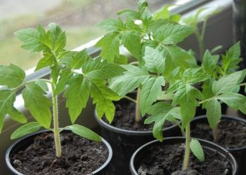 Висаджуйте, як потепліє