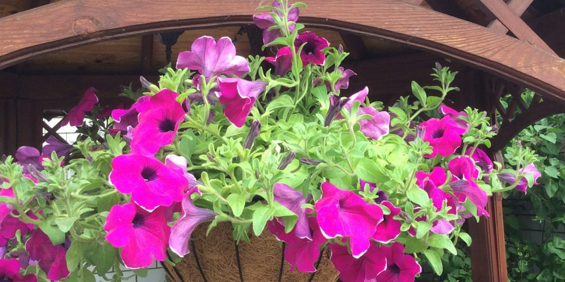 Контейнерне озеленення