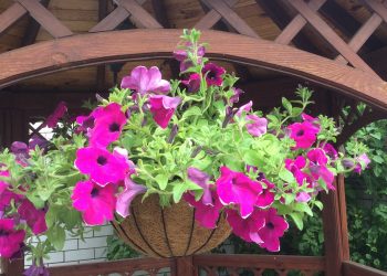 Контейнерне озеленення