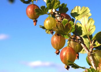Найкращі живці – з верхівок