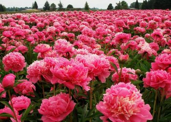 Одне з чудес світу