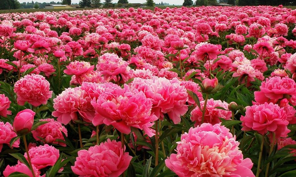 Одне з чудес світу