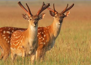 Дивовижний край