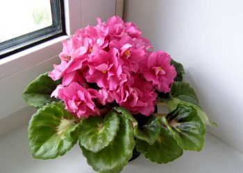 Фіалки поливайте обережно