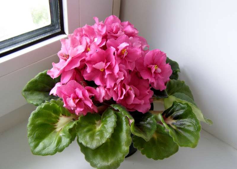 Фіалки поливайте обережно