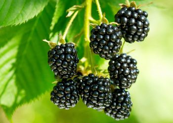 Ожину підживлюють під час цвітіння