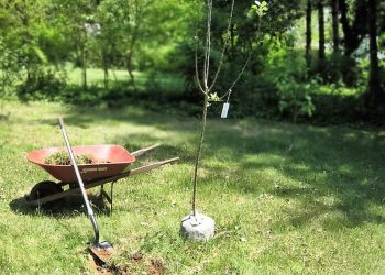 Дбайте про саджанці