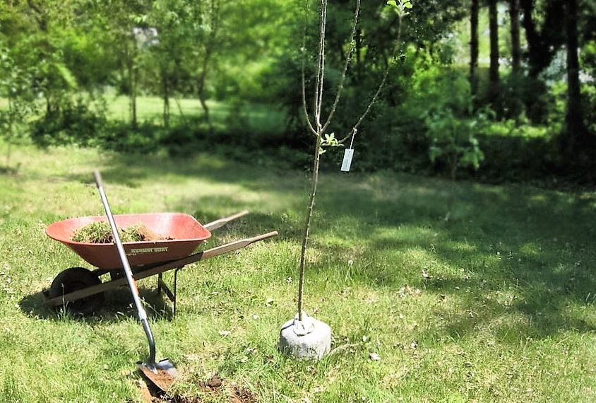 Дбайте про саджанці