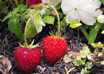 Вуса суницю виснажують