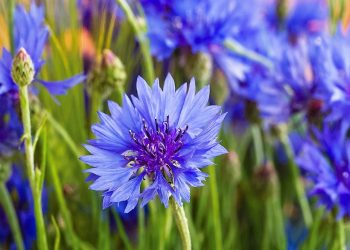 Волошка – квітка українського поля