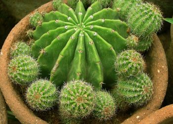 Куди кактус посадити