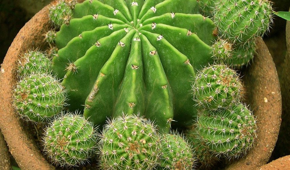 Куди кактус посадити