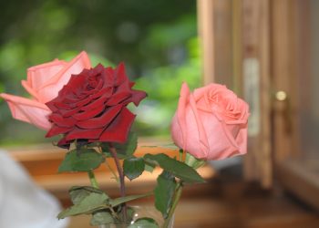 Троянда в спальні збереже від зради