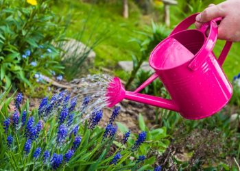 Як поливати рослини у спеку?