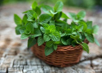 М’ята сунична, шоколадна, імбирна…