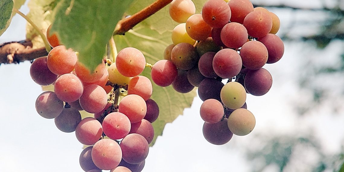 Як правильно пасинкувати виноград