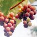 Як правильно пасинкувати виноград