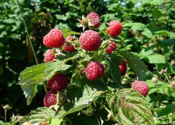 Пурпурова плямистість, або чому хворіє малина і що з цим робити