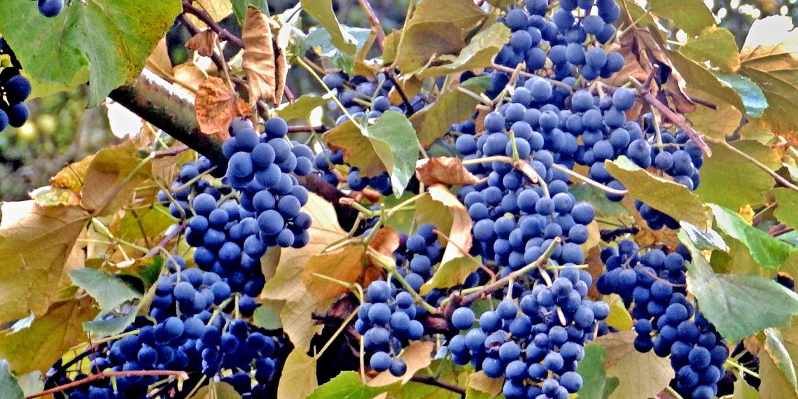 Зеленими живцями