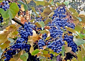 Зеленими живцями