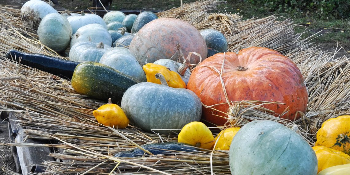 Попелюшко, гарбуз дозрів!