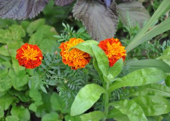 Настав час сіяти холодостійкі однорічні квіти